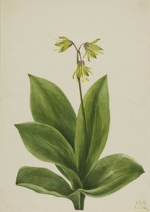 Clintonia borealis con Perla Blu, 1924 da Mary Vaux Walcott