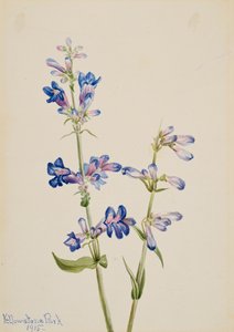 Pentstemon dalla barba blu, 1915 da Mary Vaux Walcott
