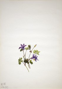 Aquilegia blu (Aquilegia saximontana) da Mary Vaux Walcott