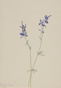 Larkspur blu (Delphinium nuttallianum)