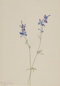 Speronella blu