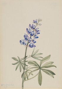 Lupino Blu Lupinus argenteus da Mary Vaux Walcott