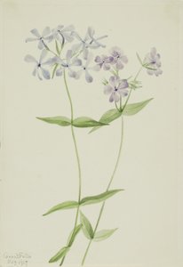 Phlox blu (Phlox divaricata)