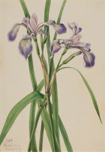 Iris versicolor da Mary Vaux Walcott