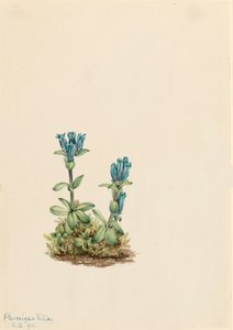 Genziana blu-verde, 1916 da Mary Vaux Walcott