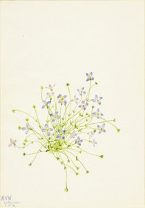Bluet (Houstonia serpyllifolia)