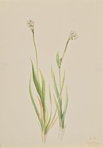 Asfodelo di Palude Tofieldia intermedia, 1920 da Mary Vaux Walcott