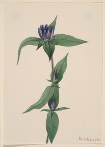 Bottle Gentian (Gentiana saponaria) da Mary Vaux Walcott