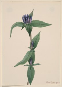 Genziana saponaria, 1905