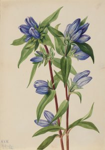 Gentiana saponaria