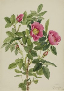Bocciolo di rosa (Rosa bourgeauiana) da Mary Vaux Walcott