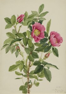 Rosa Bourgeau Rosa bourgeauiana