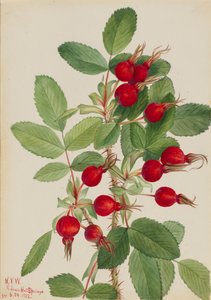 Rosa bourgeauiana, 1923 da Mary Vaux Walcott