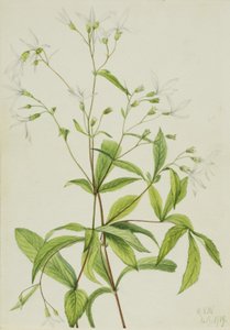 Radice di Bowmans (Porteranthus trifoliatus) da Mary Vaux Walcott
