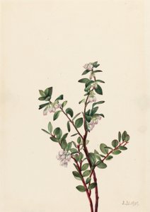 Uva spina (Gaylussacia brachycera) da Mary Vaux Walcott