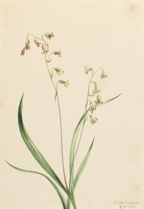 Bronzebells Stenanthium occidentale, 1906 da Mary Vaux Walcott