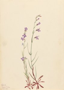 Lobelia di ruscello (Lobelia kalmii)