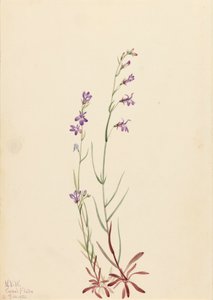Lobelia di Brook