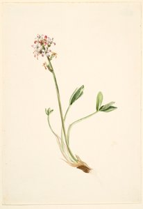 Fagiolo di monte (Menyanthes trifoliata) da Mary Vaux Walcott