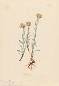 Fichette di mare (Antennaria luzuloides)