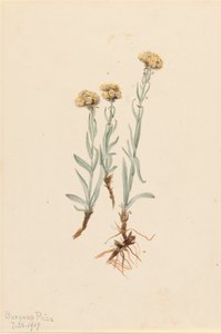 Antennaria luzuloides, 1917 da Mary Vaux Walcott