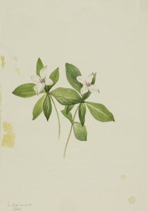 Gramigna (Cornus canadensis) da Mary Vaux Walcott