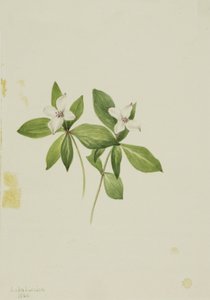 Cornus canadensis, 1902 da Mary Vaux Walcott