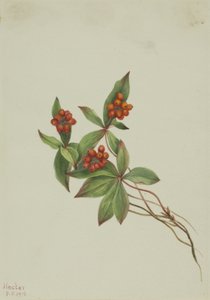 Cornus canadensis da Mary Vaux Walcott