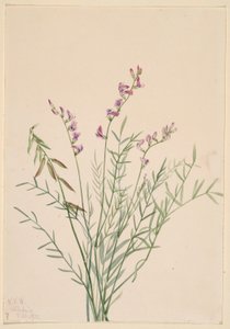 Lattice di Burgess (Astragalus bourgovii) da Mary Vaux Walcott