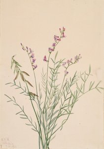 Astragalo di Burgess Astragalus bourgovii, 1922