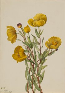 Cespuglio (Dendromecon rigidum) da Mary Vaux Walcott