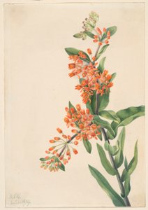 Erba farfalla (Ascelpias tuberosa) da Mary Vaux Walcott