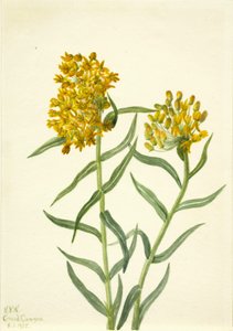 Asclepiade tuberosa da Mary Vaux Walcott