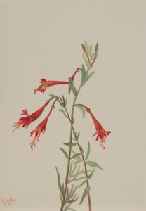California Fuschia (Zauschneria californica)
