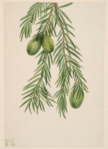 Noce moscata della California (Tumion californicum) da Mary Vaux Walcott