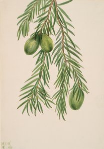 Noce moscata della California Tumion californicum, 1929 da Mary Vaux Walcott