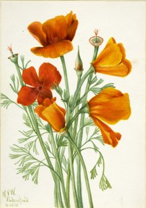 Papavero della California Eschscholtzia californica, 1935 da Mary Vaux Walcott