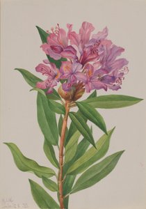 Rhododendron californicum, 1933 da Mary Vaux Walcott