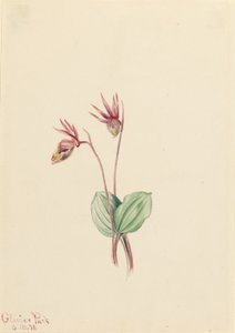 Calypso (Cytherea bulbosa) da Mary Vaux Walcott