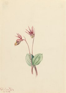 Calypso Cytherea bulbosa, 1916 da Mary Vaux Walcott