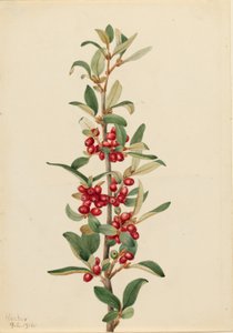 Bufala canadese (Lepargyrea canadensis)