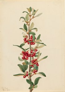 Canada Buffaloberry Lepargyrea canadensis da Mary Vaux Walcott