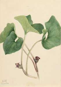 Zenzero selvatico del Canada (Asarum canadense) da Mary Vaux Walcott