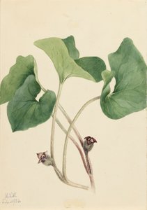 Zenzero Selvatico Canadese Asarum canadense da Mary Vaux Walcott