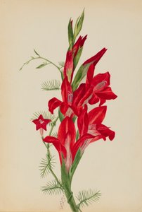 Cannas e Cypress Vine (Canna species e Ipomoea quamoclit) da Mary Vaux Walcott