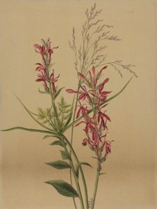 Fiore cardinale Lobelia cardinalis, 1878 da Mary Vaux Walcott