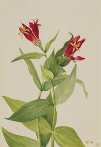 Carolina Pink (Spigelia marylandica) da Mary Vaux Walcott