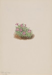 Silene Acaulis Rosa del Tappeto, 1905 da Mary Vaux Walcott