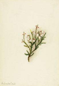 Cassiope Cassiope mertensiana, ca. 1900-1905 da Mary Vaux Walcott