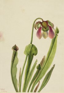 Pianta grassa di Catesby (Sarracenia catesaei) da Mary Vaux Walcott